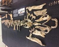 Scientists unveil Japan's largest complete dinosaur skeleton