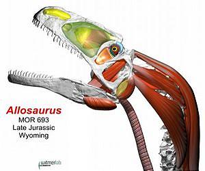 Allosaurus fed more like a falcon than a crocodile