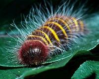 Colorful caterpillar chemists