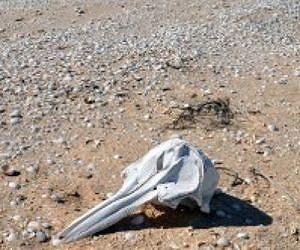 Stranding records are faithful reflection of live whale and dolphin populations