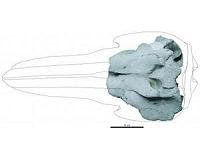 Redescription of the oldest-known dolphin skull sheds light on their origins and evolution