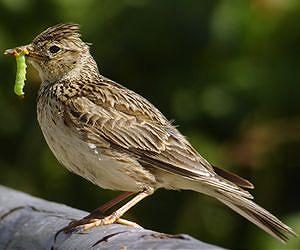 Is bioenergy expansion harmful to wildlife?