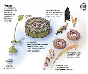 How The Slime Mold Gets Organized
