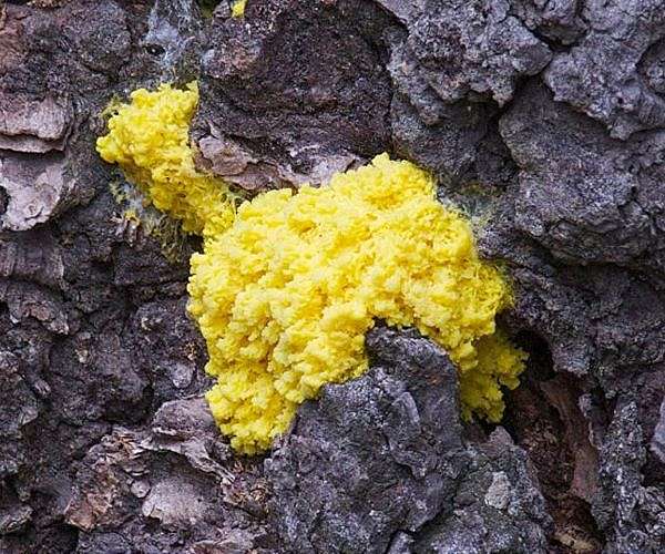 Brainless slime molds 'think' their way through the environment