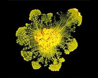 The blob can learn and teach