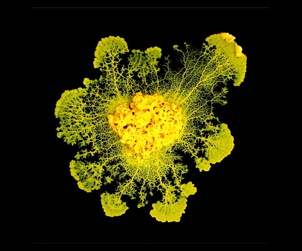 Blobs in space: Slime mould to blast off for ISS experiment
