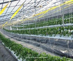 Demystifying Yield Fluctuations For Greenhouse Tomatoes