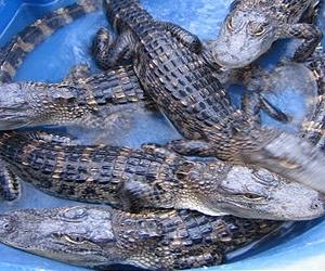 Gators Breathe Like Birds