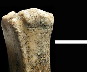 Earliest Archaeological Evidence of Human Ancestors Hunting and Scavenging