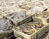 Ten million tons of fish wasted every year despite declining fish stocks