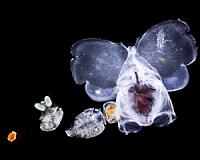 Tara Oceans expedition yields treasure trove of plankton data