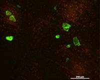 Innovative nanocoating technology harnesses sunlight to degrade microplastics