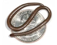 World's Smallest Snake Found In Barbados