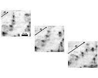 Russian scientist found out what happens with 'smart' magnetic gel in a magnetic field