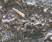 Asian monsoon much older than previously thought