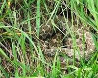 Scientists gear up to fight deadly snake fungal disease