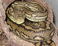 Malaysia rescues 59 pythons from dinner table: official