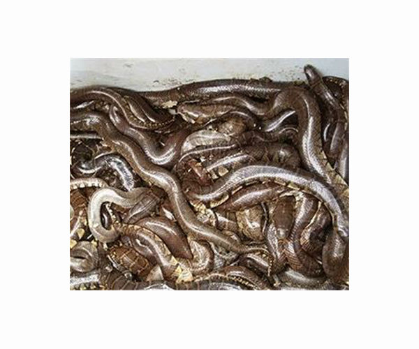 Snakes on a plate: pythons touted as protein alternative