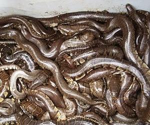 Did hard-wired fear of snakes drive evolution of human vision?