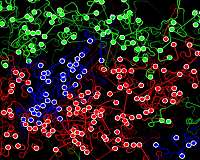 Growing bio-inspired shapes with hundreds of tiny robots