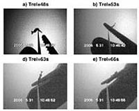 Thieving Whale Gives Clues About Hunting Strategy And Sound Production