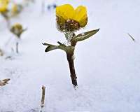 Changes in snow coverage threatens biodiversity of Arctic nature