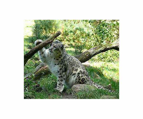 Fecal analysis reveals snow leopard stress levels