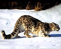 Russian elite use choppers to hunt rare wildlife: activists