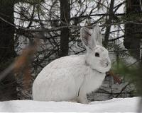 No snow, no hares: Climate change pushes emblematic species north