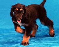 South Korean firm to open major dog cloning centre