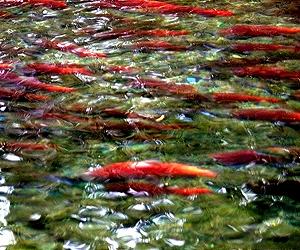 Pacific sockeye salmon return in record numbers