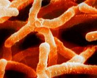 Study reveals how soil bacteria are primed to consume greenhouse gas