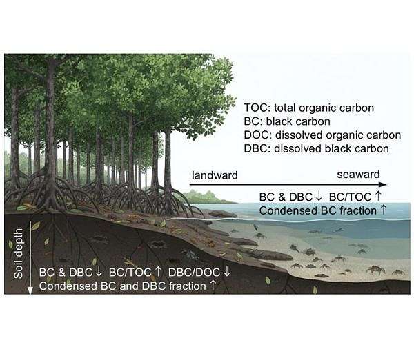Stable black carbon in mangrove soils boosts coastal climate role