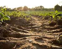 New soil models may ease atmospheric CO2, climate change