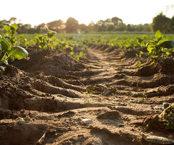 Plant Influence on Climate Cycles Explored in New Study