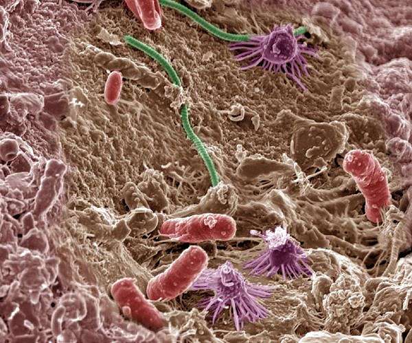 Genetically modified grass used clean soil pollutants at military test sites