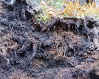 Spreading Antibiotics In The Soil Affects Microbial Ecosystems
