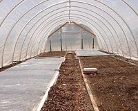 Polyethylene mulch creates optimal conditions for soil solarization