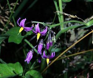 Do potatoes grow on vines? A review of the wild relatives of some favorite food plants