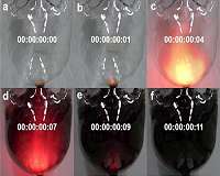New synthethic protocol to form 3-D porous organic network