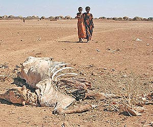 E. Africa drought needs long-term solution: experts
