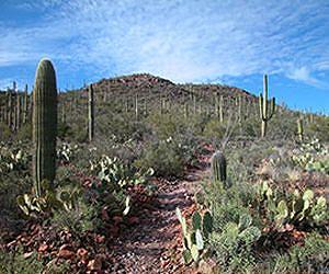 Competition in a rough neighborhood: Plant success in a desert environment