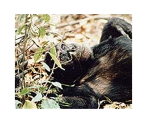 Chimp And Human Y Chromosomes Evolving Faster Than Expected