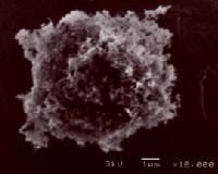 Curbing soot could blunt global warming: study