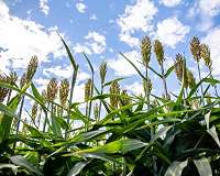 China stops anti-dumping probe into US sorghum