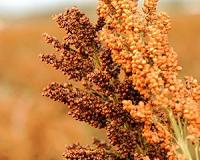 Research shows that genomics can match plant variety to climate stresses