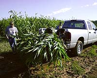Analysis: New crops alter food, fuel fight
