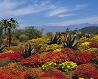 Flower power lures eco-tourists to SAfrica's most remote area