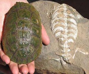 Scientists discover that turtles began living in shells much earlier than once thought