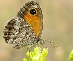 Taiwan butterfly pioneer laments threat to species